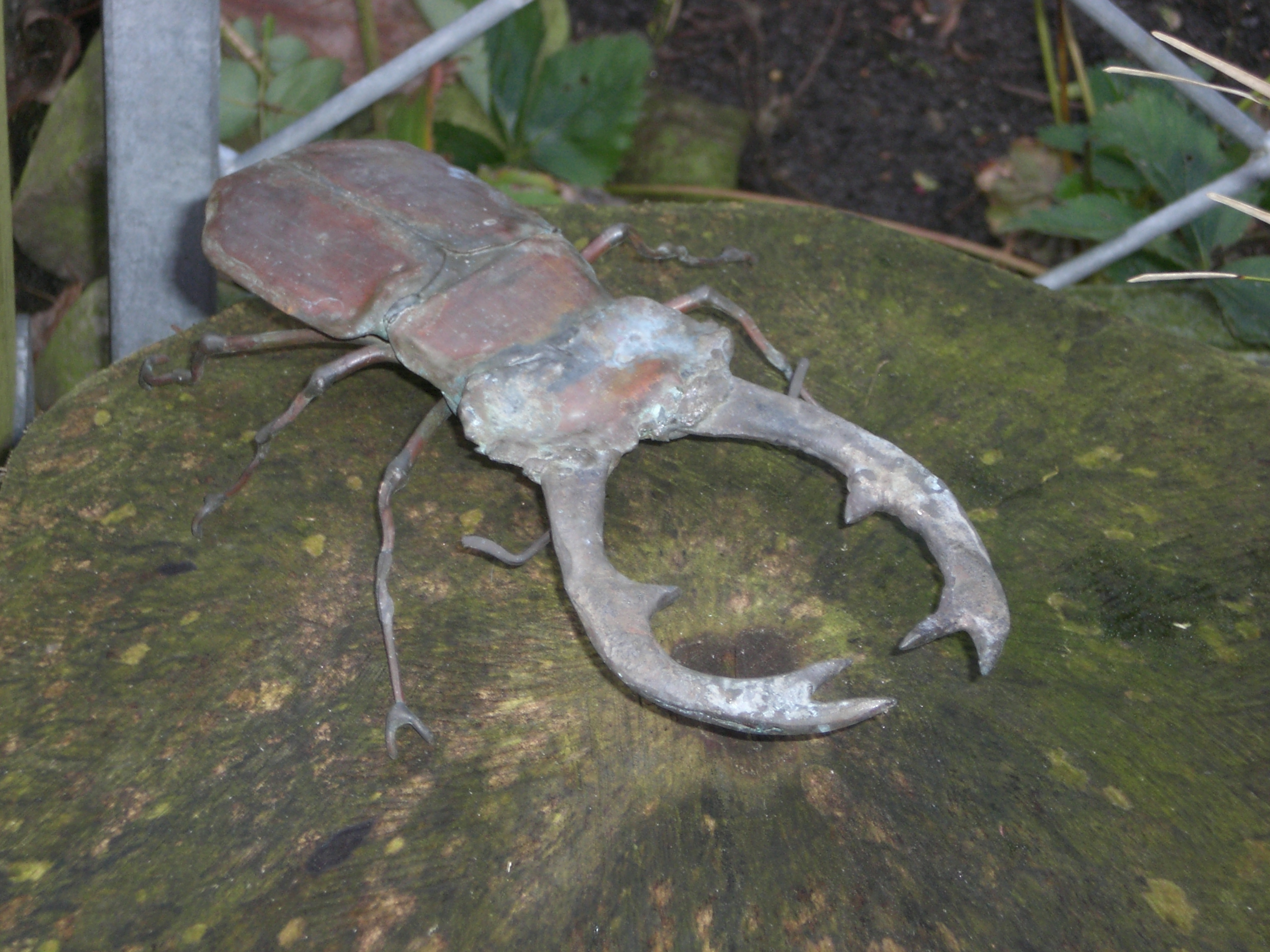 Hirschkäfer